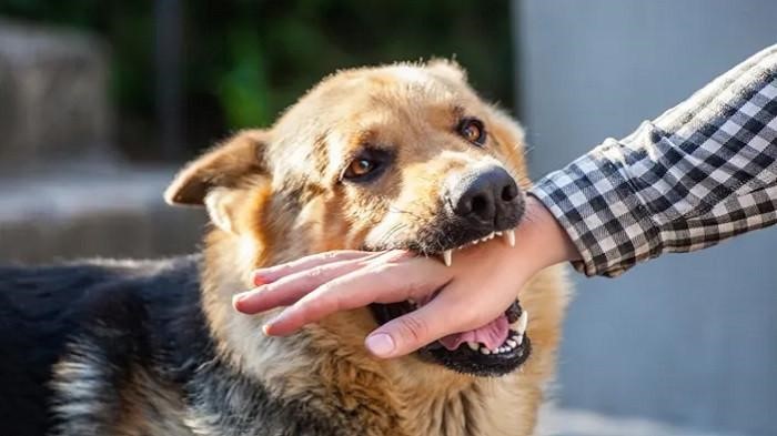 Penyakit Menular Rabies Yang Sangat Berbahaya