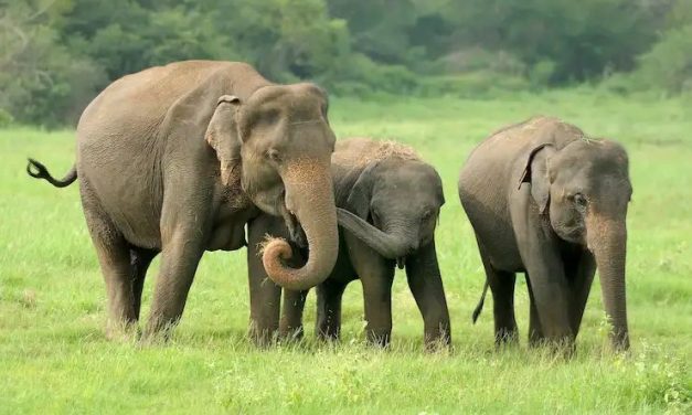 Hewan Besar Gajah Yang Sangat Di Lindungi