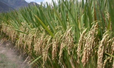 Pangan Utama Padi Yang Bermanfaat Dan Mudah Di Olah