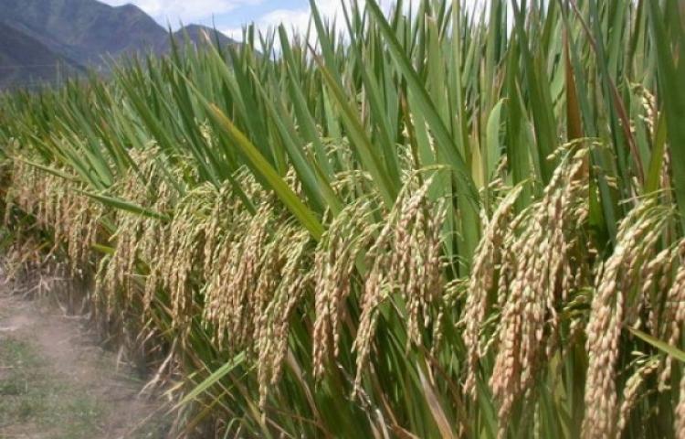 Pangan Utama Padi Yang Bermanfaat Dan Mudah Di Olah