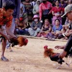 Laga Ayam Atau Sabung Yang Di Jadikan Ajang Judi