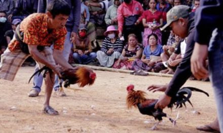Laga Ayam Atau Sabung Yang Di Jadikan Ajang Judi
