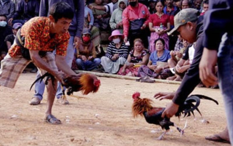 Laga Ayam Atau Sabung Yang Di Jadikan Ajang Judi