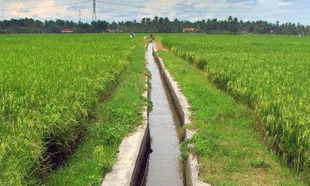 4 Cara Tepat Mengelola Air Sawah Biar Jadi Bersih
