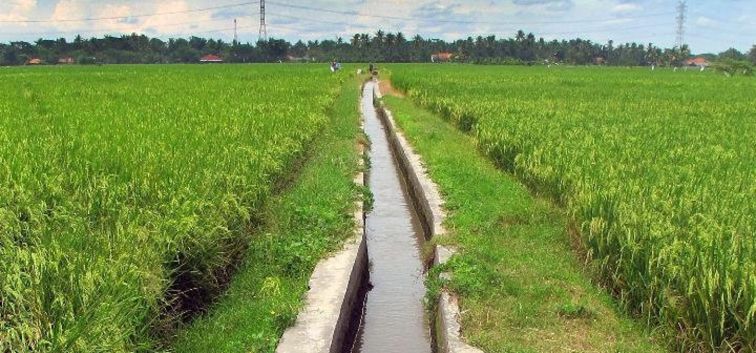 4 Cara Tepat Mengelola Air Sawah Biar Jadi Bersih