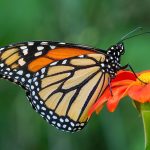 Alarm Krisis Ekosistem: Kupu-Kupu Mulai Pindah Habitat