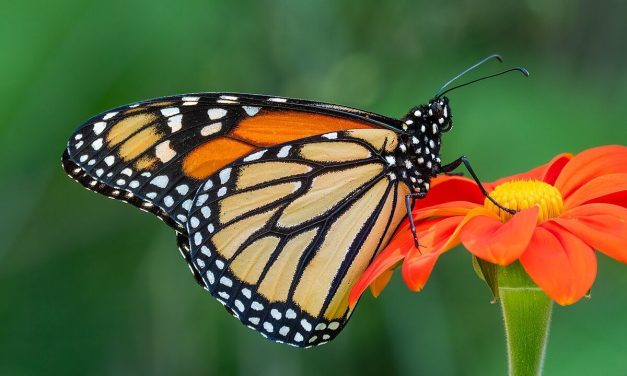 Alarm Krisis Ekosistem: Kupu-Kupu Mulai Pindah Habitat